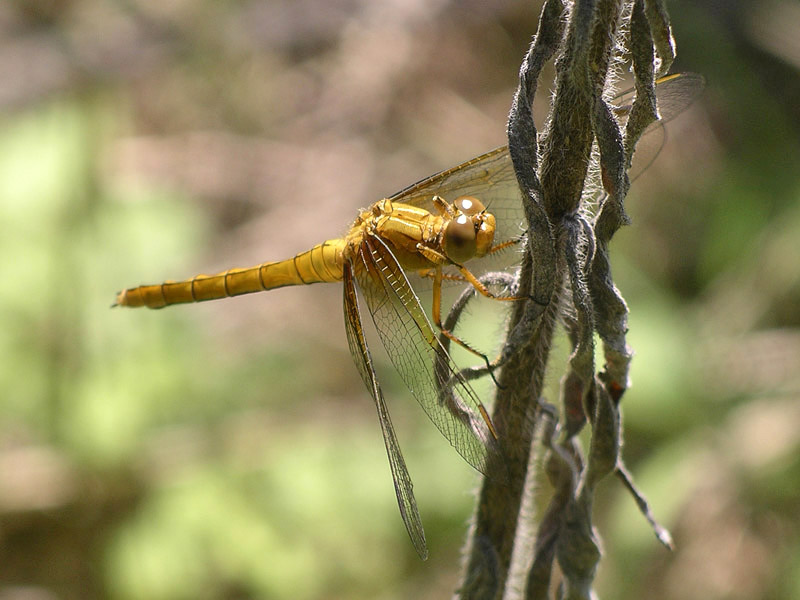 Due libellule da determinare - Orthetrum coerulescens